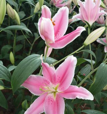 百合花的意义与寓意（揭示百合花的象征与美丽）