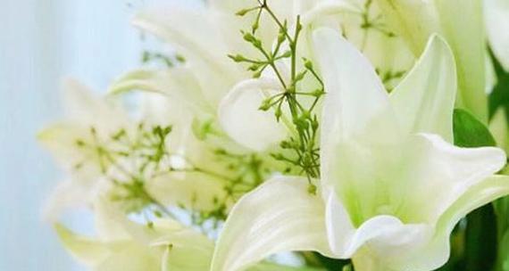 百合花的花语与象征意义（揭秘百合花的隐含信息）