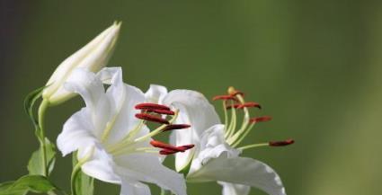 百合花的花语与象征意义（揭秘百合花的隐含信息）