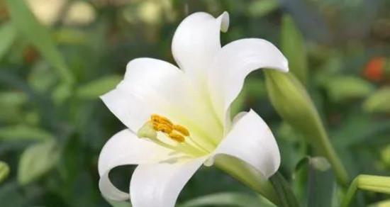 百合花的花语与象征意义（揭秘百合花的隐含信息）