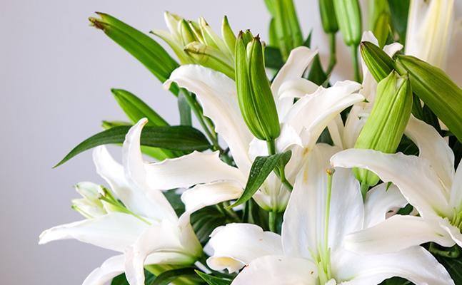 百合花的花语（探寻百合花的深意）