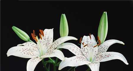 百合花的花语与寓意（探索百合花所传达的深刻含义）
