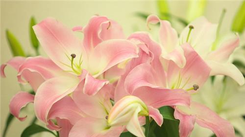 百合花的花语与寓意（探索百合花所传达的深刻含义）