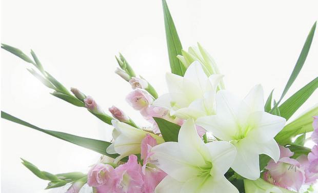 百合花的象征意义（百合花的美丽与纯洁）