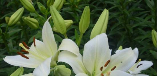 百合花的象征意义（纯洁）
