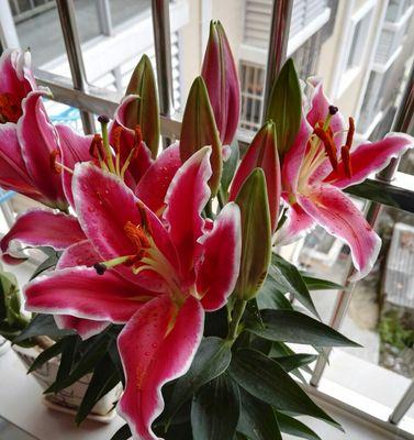 探秘以圣心百合花语的深意（百合花语与爱的真谛）