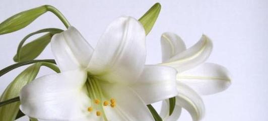百合花的深刻意义（揭秘百合花背后的神秘密码）