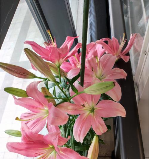 百合花的深刻意义（揭秘百合花背后的神秘密码）