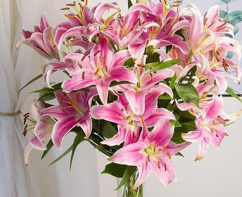 百合花——美丽与纯洁的象征（探寻百合花的含义与文化内涵）