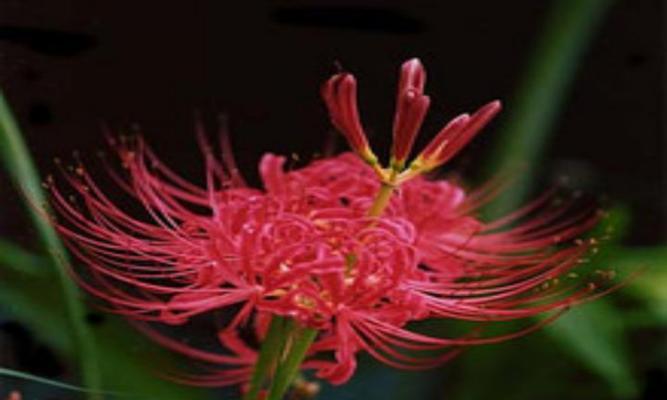 彼岸花爱情之意（揭秘彼岸花与爱情的深刻内涵）