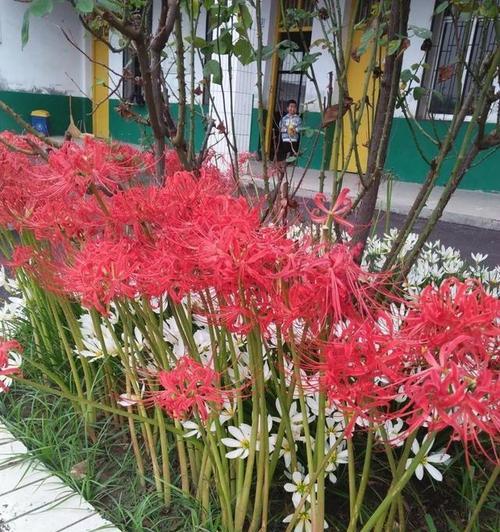 彼岸花（揭示彼岸花背后的意义与象征）
