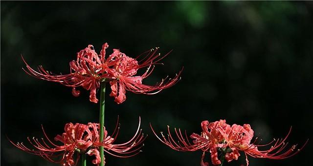彼岸花花语的象征与寓意（探寻彼岸花背后的深意）