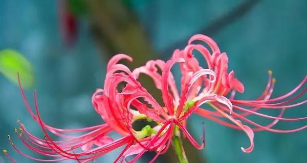 彼岸花花语的象征与寓意（探寻彼岸花背后的深意）
