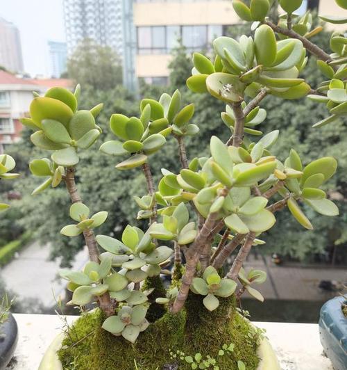 碧玉花的风水寓意与摆放位置（探索碧玉花在风水学中的奥秘）