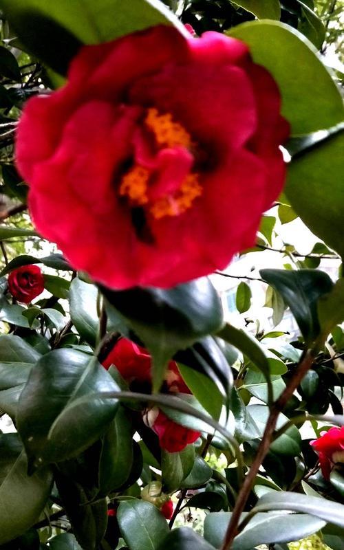 以山茶花花语为主题，送给特定的人群（探索山茶花花语的含义）