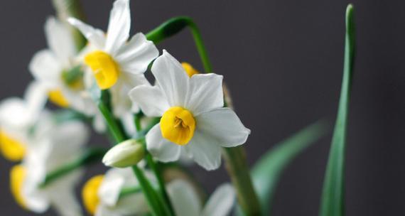 纯白水仙花的花语（悦读花海）