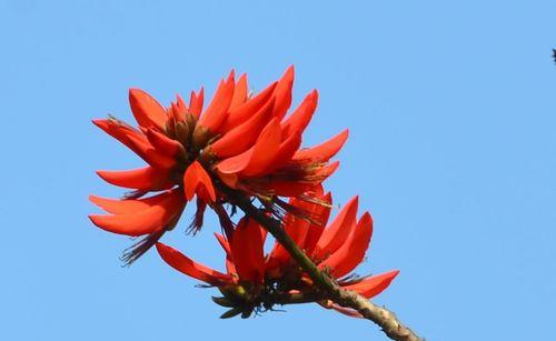 刺桐花的花语（探寻刺桐花背后的深意）