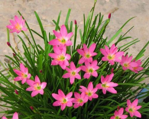 葱兰花语之美——解读花语与寓意(探索葱兰花的花语)