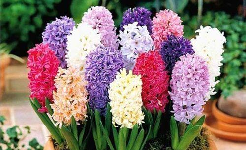 暗恋的花海（那些代表着暗恋的花朵）