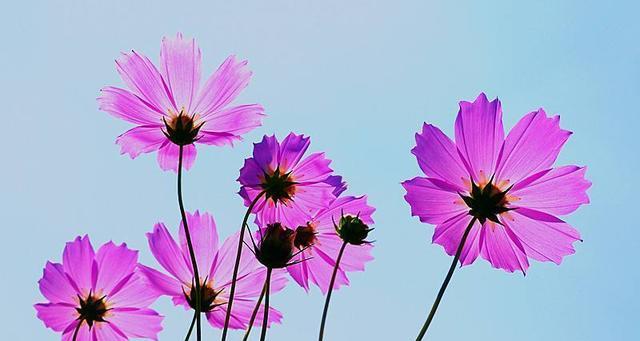 代表忧伤的花与花语（寄托忧伤情感的花朵的花语和意义）