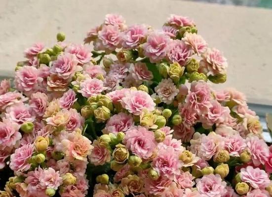 友谊之花（传递友谊的花语）