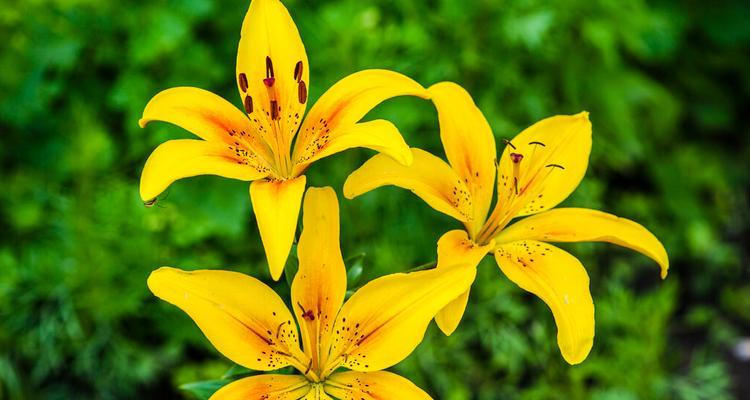 鲜花代表友谊的芬芳之约（深情厚谊）