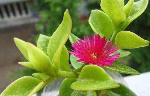 吊兰的花语与代表意义（揭示吊兰背后的花语秘密）