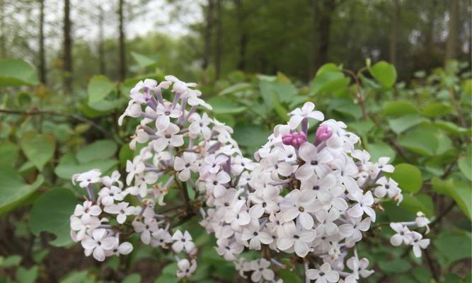 花叶丁香——传递爱与美的花语（唤醒心灵）