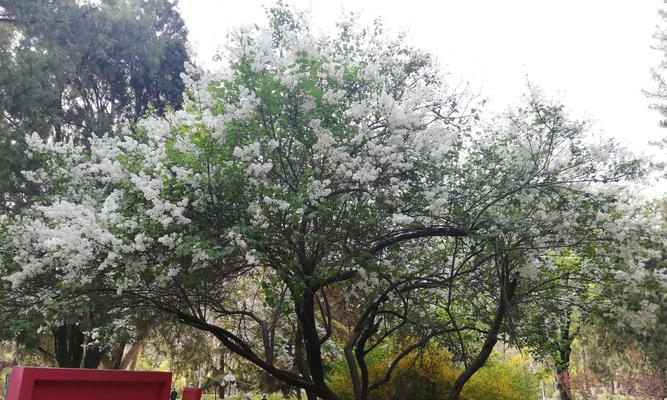 花叶丁香——传递爱与美的花语（唤醒心灵）