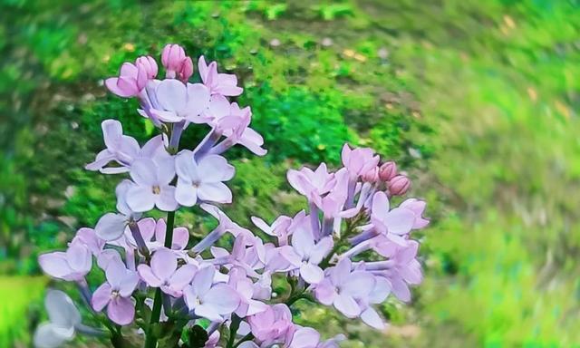 丁香花的代表意思及象征之美（丁香花的花语与心灵的纯净）