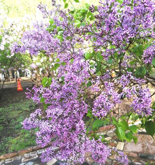 丁香花的代表意思及象征之美（丁香花的花语与心灵的纯净）