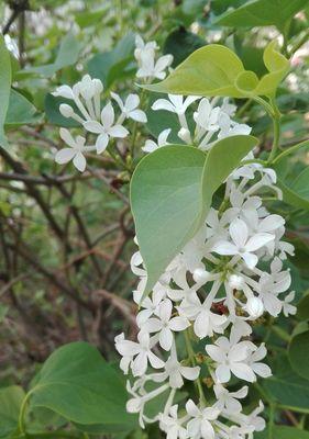 丁香花之美（绽放在岁月之间的永恒芬芳）