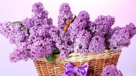 丁香花之美（绽放在岁月之间的永恒芬芳）