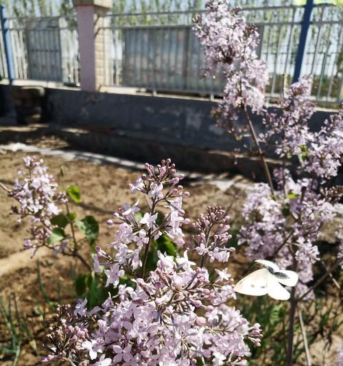 丁香花之美（绽放在岁月之间的永恒芬芳）