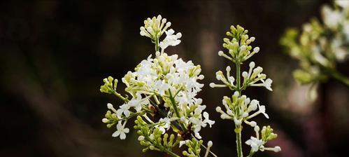 丁香花（馥郁芬芳）