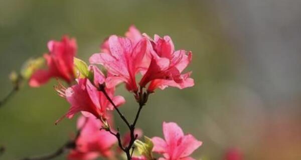 杜鹃花的花语与寓意（探究杜鹃花的花语）