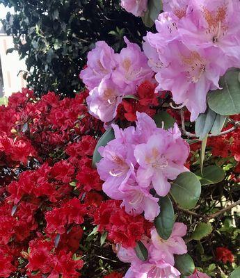 杜鹃花的花语与寓意（探究杜鹃花的花语）