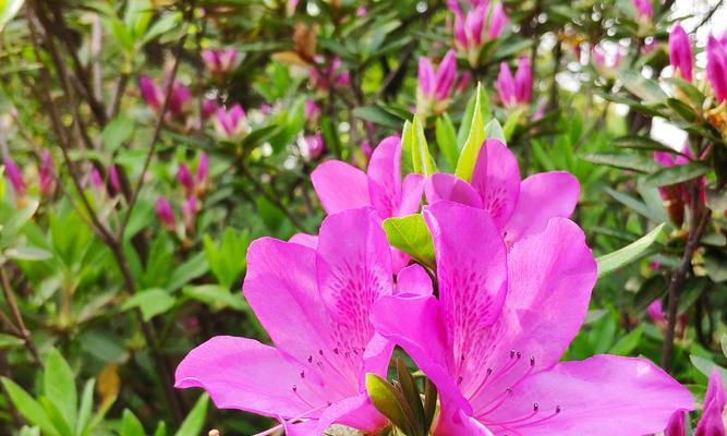 杜鹃花的寓意与象征（花开时节）