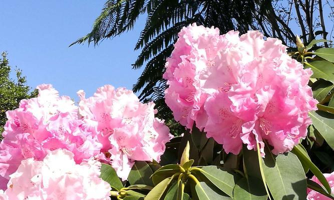 杜鹃花的寓意与象征（花开时节）