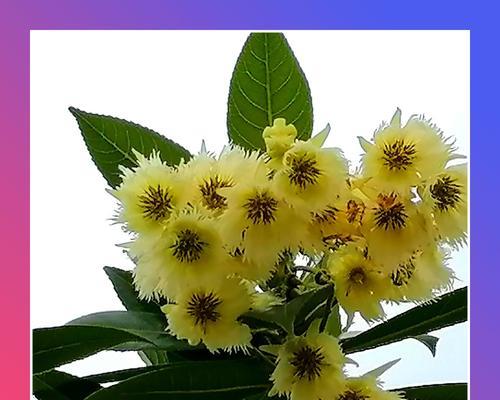 杜英花的花语与寓意（揭示杜英花的神秘面纱）