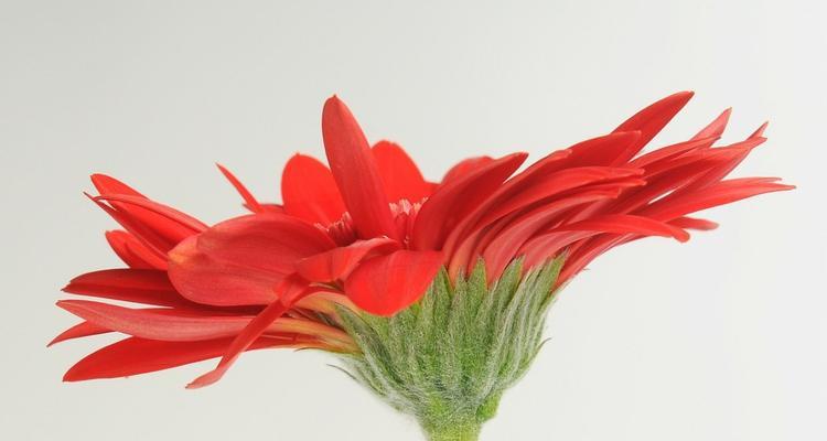 非洲菊（生命之花绽放在大地上）