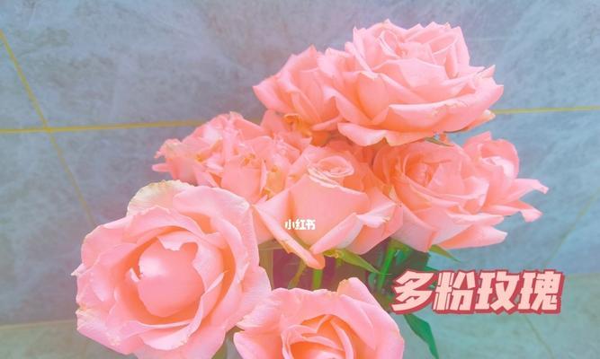 粉玫瑰（花海中的浪漫飘香）