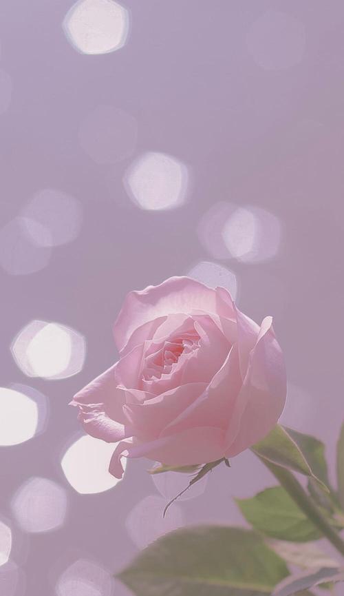 粉玫瑰花花语的浪漫魅力（探寻粉玫瑰花所代表的意义和情感）