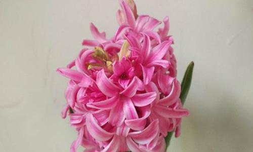 粉色风信子,爱与祝福的象征(一朵花中的情感与期待)