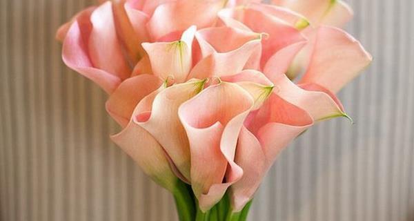 粉色马蹄莲，花开生命之路（婉约柔美）