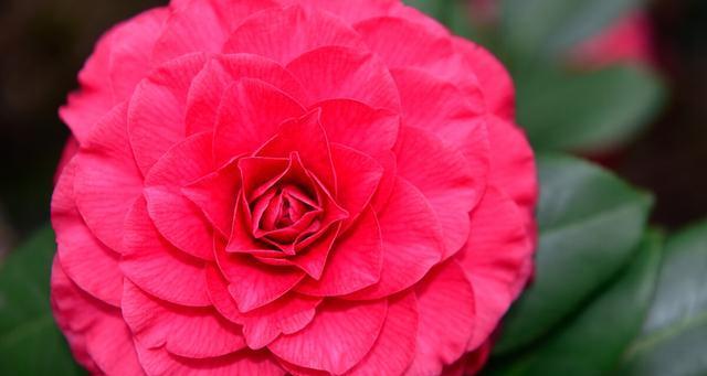 粉色曼陀罗的花语——温柔与爱的象征（一朵花的启示）