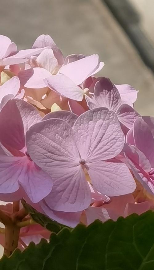 粉色曼陀罗的花语——温柔与爱的象征（一朵花的启示）