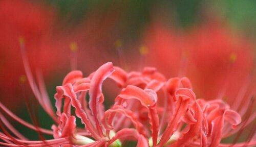 粉色曼陀罗的花语——温柔与爱的象征（一朵花的启示）