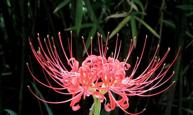 粉色曼珠沙华花语（探寻曼珠沙华花的美丽与深意）