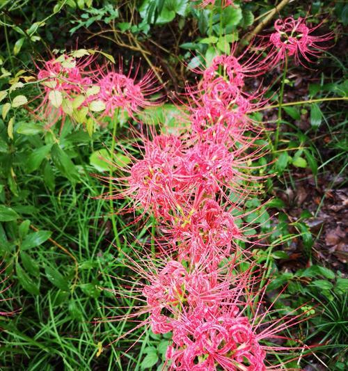 粉色曼珠沙华花语（探寻曼珠沙华花的美丽与深意）